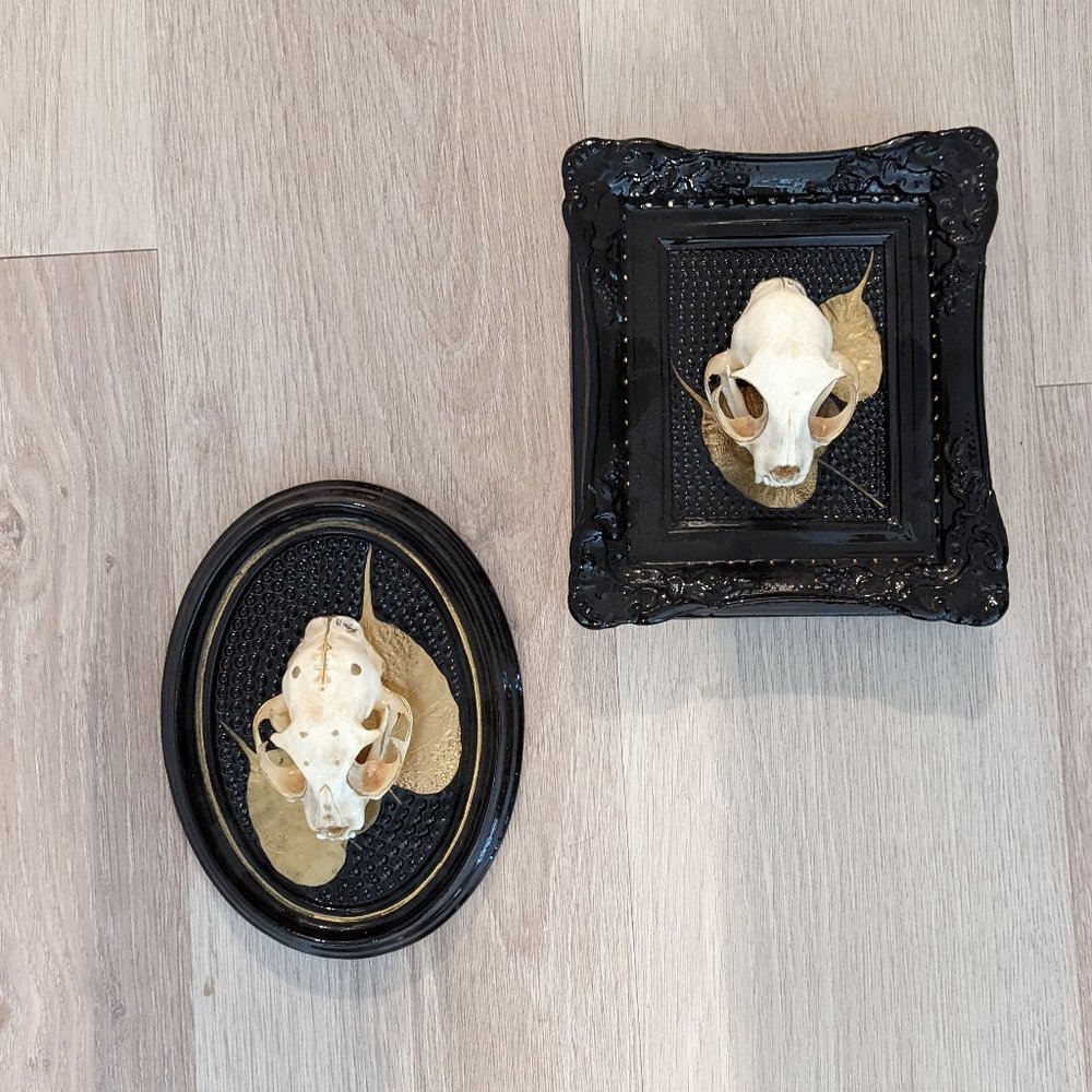 Custom Taxidermy Skull Art Set